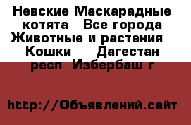 Невские Маскарадные котята - Все города Животные и растения » Кошки   . Дагестан респ.,Избербаш г.